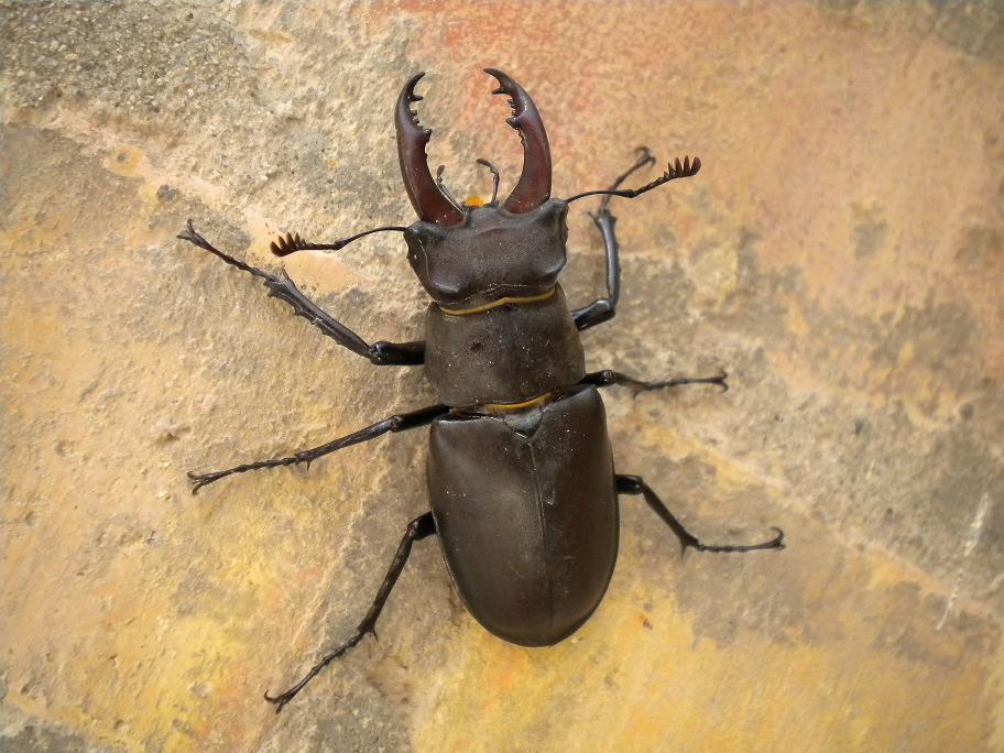 Lucanus cervus